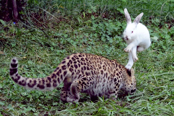 Conejo Salta Sobre Bebé Leopardo Qingdao Forest Wildlife World Ciudad —  Fotos de Stock