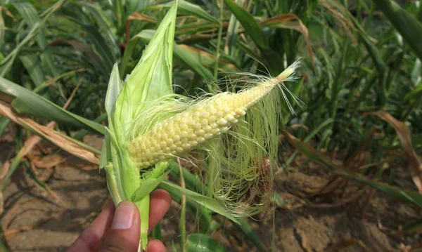 Agricultor Recoge Brote Seco Maíz Debido Una Sequía Severa Prolongada — Foto de Stock