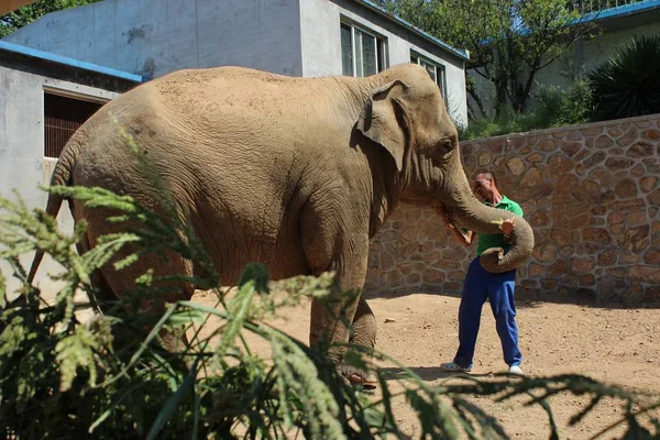 Китайський Зберігач Тварин Годує Банани Матері Слона Після Його Ногами — стокове фото