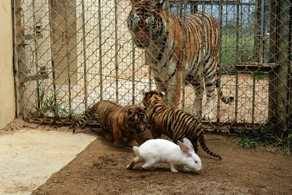 Conejo Salta Por Delante Dos Tigres Siberianos Bebé Qingdao Forest —  Fotos de Stock