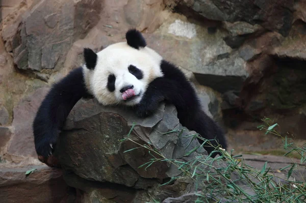 ジャイアント パンダの双子は 2013 東中国浙江省杭州市の杭州動物園で石の上に休んでいる間その舌を突き出る — ストック写真