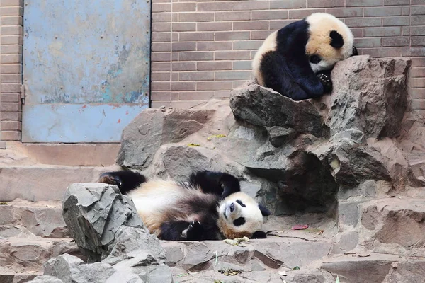 Die Riesenpanda Zwillinge Chengda Und Chengxiao Ruhen Auf Steinen Zoo — Stockfoto