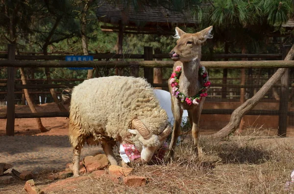 Koyun Uzun Saç Geyik Ile Resmedilmiştir Chunzi Kunming Yunnan Wild — Stok fotoğraf