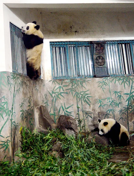 Die Zwillingspandas Chengda Und Chengxiao Sind Der Pandahalle Zoo Von — Stockfoto