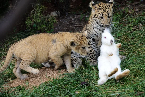 Ein Leopardenbaby Und Ein Afrikanisches Löwenbaby Jagen Ein Kaninchen Qingdao — Stockfoto