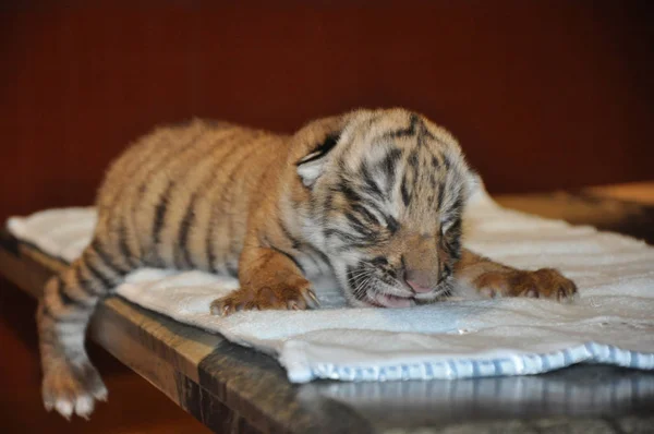 Tigre Recién Nacido Del Sur China Fotografiado Zoológico Nanchang Nanchang —  Fotos de Stock