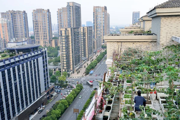 Een Chinese Inwoner Controleert Groei Van Groenten Haar Eigen Tuin — Stockfoto