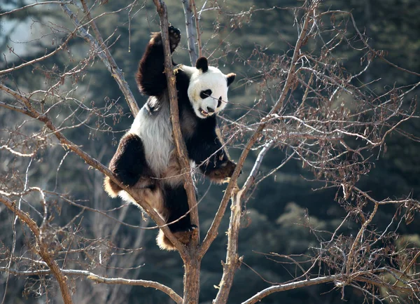 Panda Visto Jogando Galho Zoológico Yantai Leste Província Chinas Shandong — Fotografia de Stock