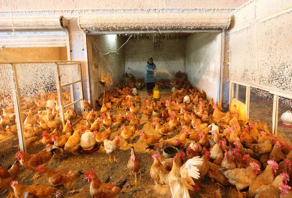 Een Chinese Pluimveehouder Voedt Kippen Een Boerderij Zhuji Oost Chinas — Stockfoto