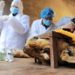 Chinese medical experts operate on the 11-year-old female African lion to remove a tumor from her body at Wuhan Jiufeng Forest Zoo in Wuhan city, central Chinas Hubei province, 24 November 2013
