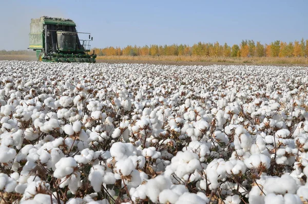 Skördemaskin Skördar Bomull Ett Fält Tarim Nordvästra Chinas Xinjiang Uygur — Stockfoto