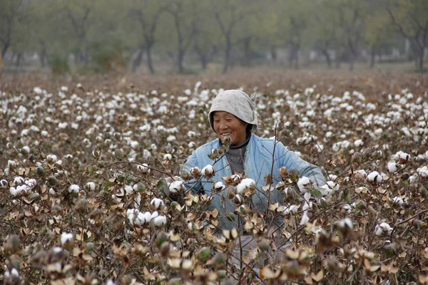 Een Chinese Boer Oogst Katoen Een Veld Zhangzhuang Village Neihuang — Stockfoto