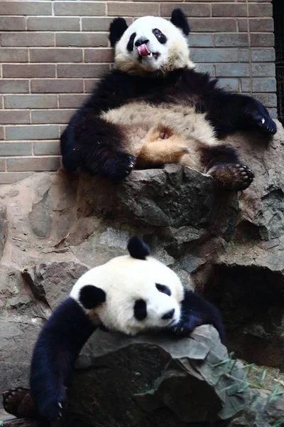 Die Riesenpanda Zwillinge Chengda Und Chengxiao Ruhen Auf Steinen Zoo — Stockfoto