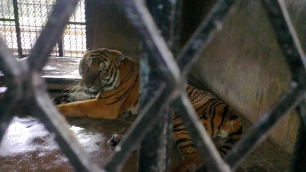 Tigre Del Sur China Que Atacó Guardián Hasta Muerte Representa —  Fotos de Stock