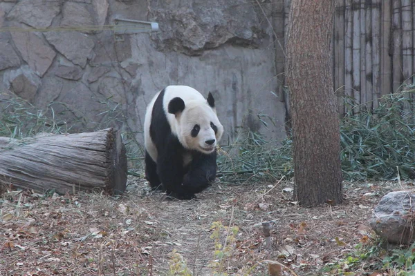 Obří Panda Obrázcích Zoo Pekingu Čína Listopad 2013 — Stock fotografie
