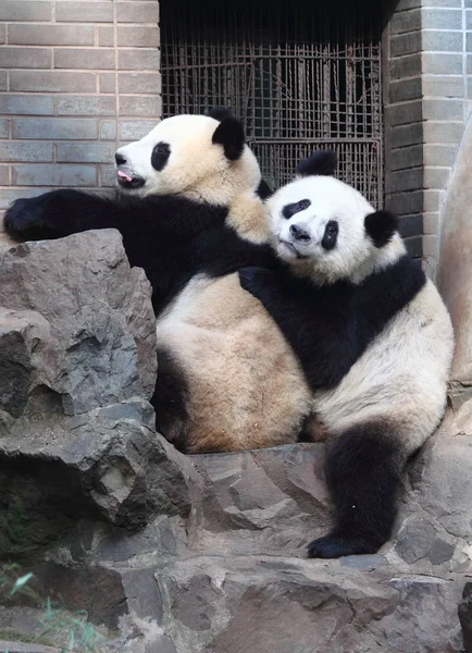 Гігантський Панда Близнюки Chengda Chengxiao Зображені Ханчжоу Зоопарку Ханчжоу Сходу — стокове фото