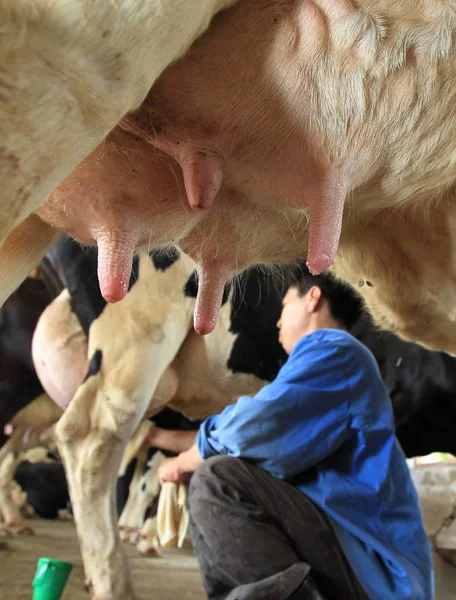 Ein Arbeiter Melkt Eine Kuh Auf Einem Bauernhof Der Yili — Stockfoto