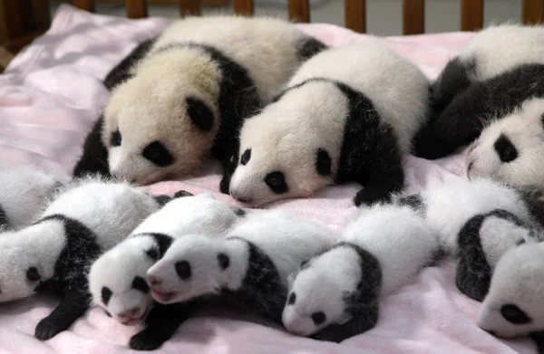 Ocho Los Catorce Cachorros Panda Yacen Una Cuna Base Investigación — Foto de Stock