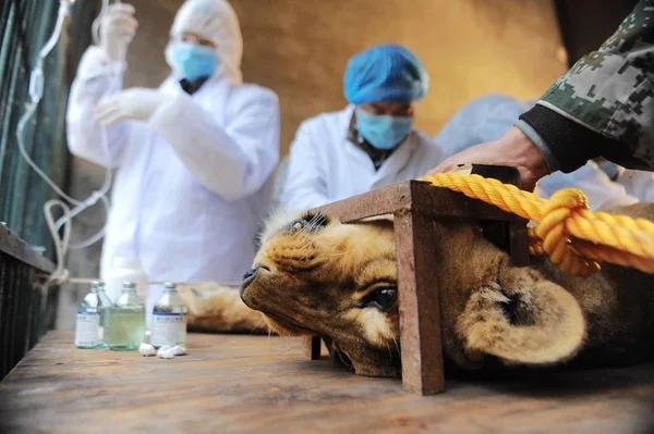 Expertos Médicos Chinos Operan Leona Africana Años Edad Para Extirpar —  Fotos de Stock