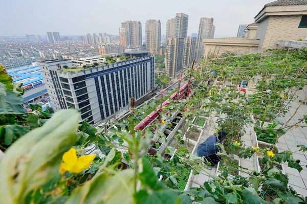 Kínai Illetőségű Ellenőrzéseket Növekedést Zöldségek Privát Kertjében Tetőn Egy Lakossági — Stock Fotó