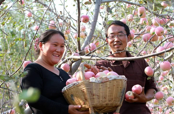 Chinesische Bauern Ernten Äpfel Auf Einer Apfelplantage Dorf Xipo Stadt — Stockfoto