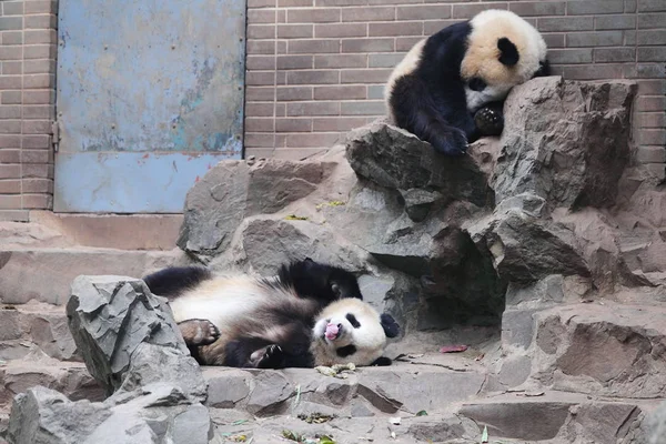 Óriás Panda Ikrek Chengda Chengxiao Többi Köveket Hangzhou Zoo Hangzhou — Stock Fotó