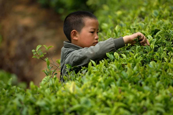 Bestand Een Chinese Jongen Oogsten Thee Bladeren Een Thee Plantage — Stockfoto