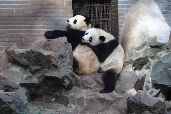 Die Riesenpanda Zwillinge Chengda Und Chengxiao Zoo Von Hangzhou Provinz — Stockfoto