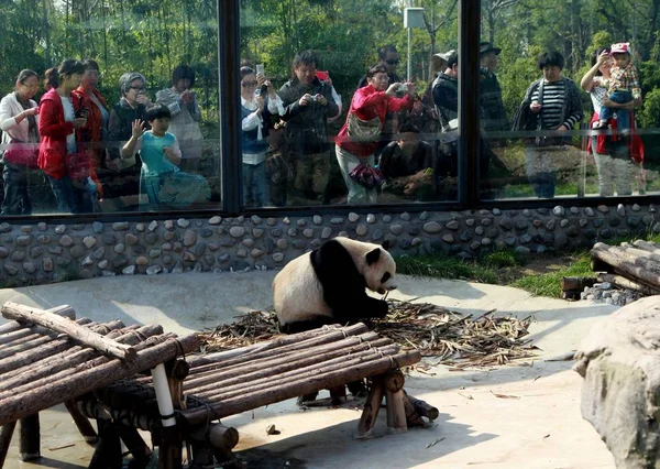 Τουρίστες Ματιά Στο Γιγαντιαίο Panda Στο Expo Κήπος Κατά Διάρκεια — Φωτογραφία Αρχείου