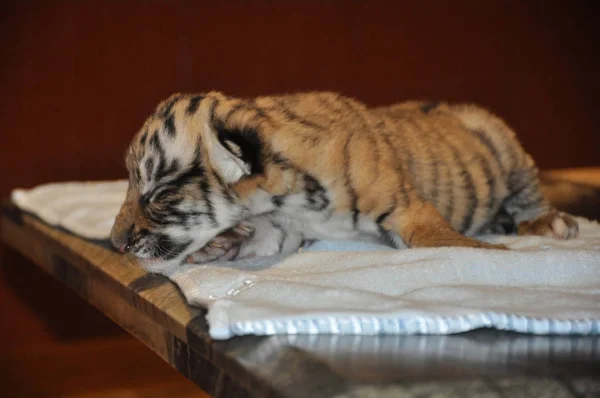 Новорожденный Южно Китайский Тигр Изображен Наньчанском Зоопарке Наньчане Провинция Цзянси — стоковое фото