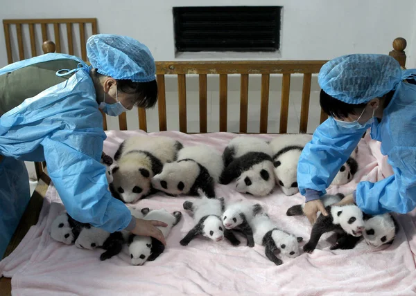 Miembros Del Personal Chino Colocan Catorce Cachorros Panda Una Cuna — Foto de Stock
