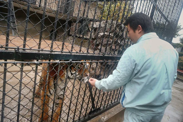 Cuidador Chino Asiste Tigre Del Sur China Enjaulado Dentro Recinto —  Fotos de Stock