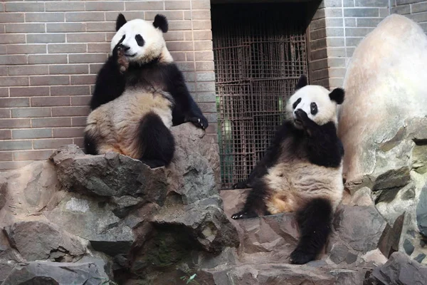 Giant Panda Bliźnięta Chengda Chengxiao Reszta Kamienie Zoo Hangzhou Hangzhou — Zdjęcie stockowe