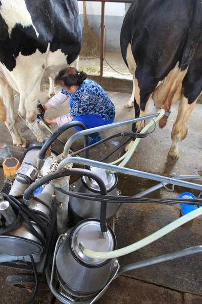 Trabalhador Chinês Ordenha Uma Vaca Uma Fazenda Vacas Cidade Nantong — Fotografia de Stock