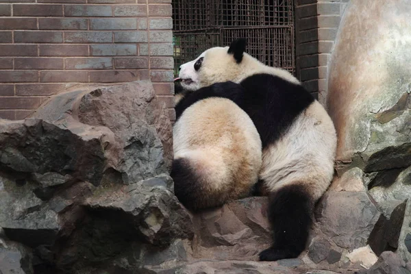 Los Gemelos Panda Gigantes Chengda Chengxiao Representan Zoológico Hangzhou Hangzhou — Foto de Stock