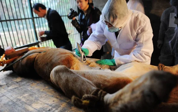 Chinese Medical Experts Operate Year Old Female African Lion Remove — Stock Photo, Image