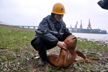 A Chinese worker lifts a dead finless porpoise at the bank of Poyang Lake in Jiujiang city, east Chinas Jiangxi province, 6 April 2012 clipart