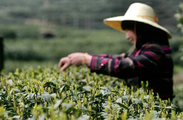 Een Chinese Boer Picks Longjing Dragon Well Theeblaadjes Een Theeplantage — Stockfoto