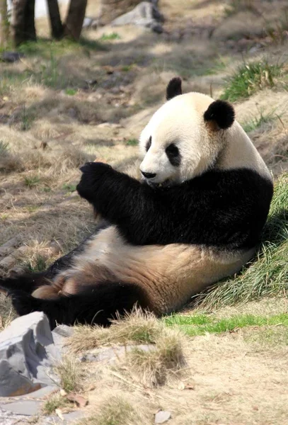 Panda Élvezi Napsütés Egy Állatkert Huangshan Város Kelet Chinas Anhui — Stock Fotó