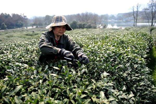 Een Chinese Boer Pruimen Longjing Dragon Well Theeblaadjes Een Theeplantage — Stockfoto