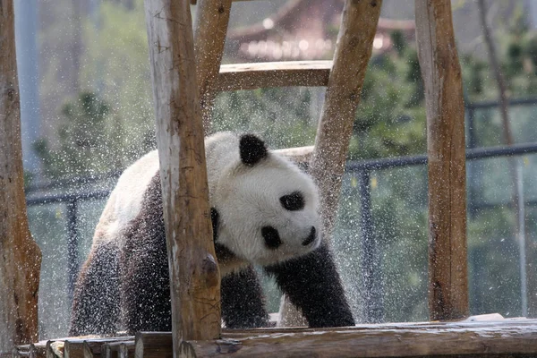 2012年4月23日 在中国东部山东省烟台市的一家动物园里 看到一只熊猫在玩水 — 图库照片