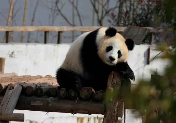 Egy Óriás Panda Egy Fahíd Hogy Élvezze Napsütést Huangshan Panda — Stock Fotó