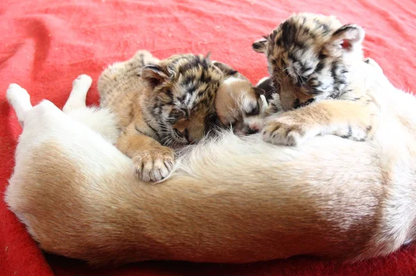 2013年12月22日 在中国东部浙江省杭州市杭州野生动物园 母狗小王用母乳喂养她的宝宝和两只西伯利亚虎幼崽 — 图库照片