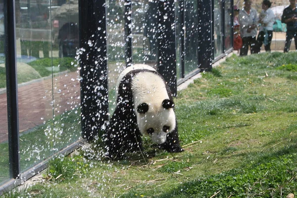 Panda Látható Játszik Víz Egy Állatkert Yantai City Keleti Chinas — Stock Fotó