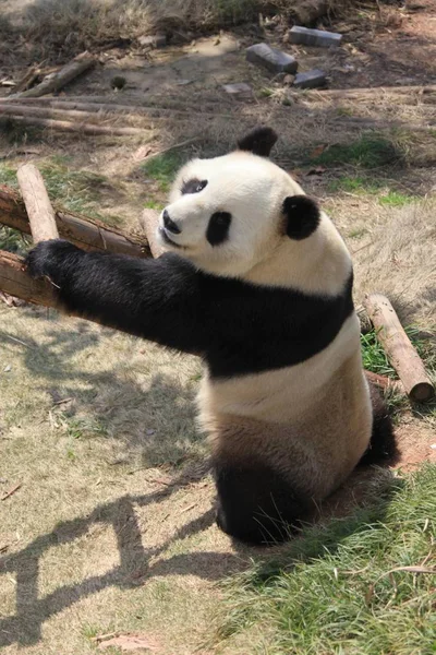 Panda Gode Del Sole Uno Zoo Nella Città Huangshan Provincia — Foto Stock