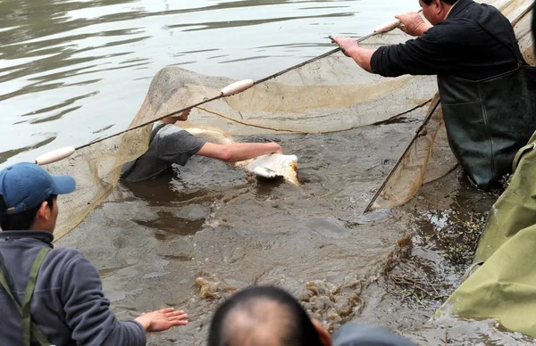 Rescuers Net Kínai Fehér Delfin Egy Belvízi Foshan Dél Chinas — Stock Fotó