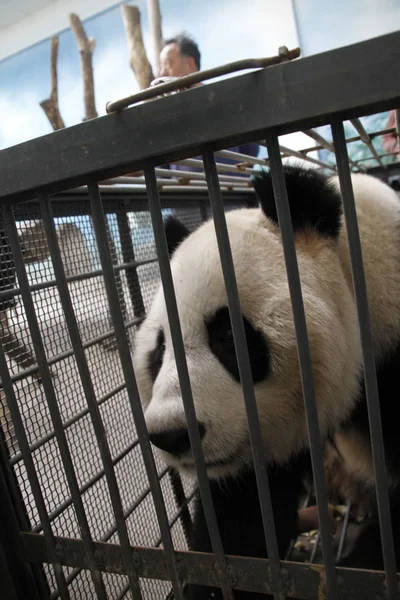 Ένα Panda Απεικονίζεται Στον Ζωολογικό Κήπο Nanjing Hongshan Πριν Από — Φωτογραφία Αρχείου