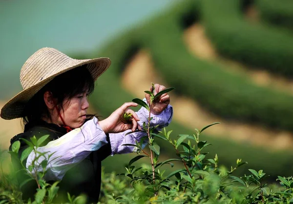 Farmer Picks Tea Leaves Plantation Mount Jiujiang East Chinas Jiangxi — Stock Photo, Image