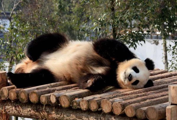 Giant Panda Lies Wooden Bridge Enjoy Sun Huangshan Panda Ecological — Stock Photo, Image