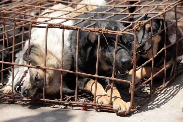 2012年4月20日 在中国西南部的云南省昆明市 人们看到了被塞进小笼子里的狗 — 图库照片